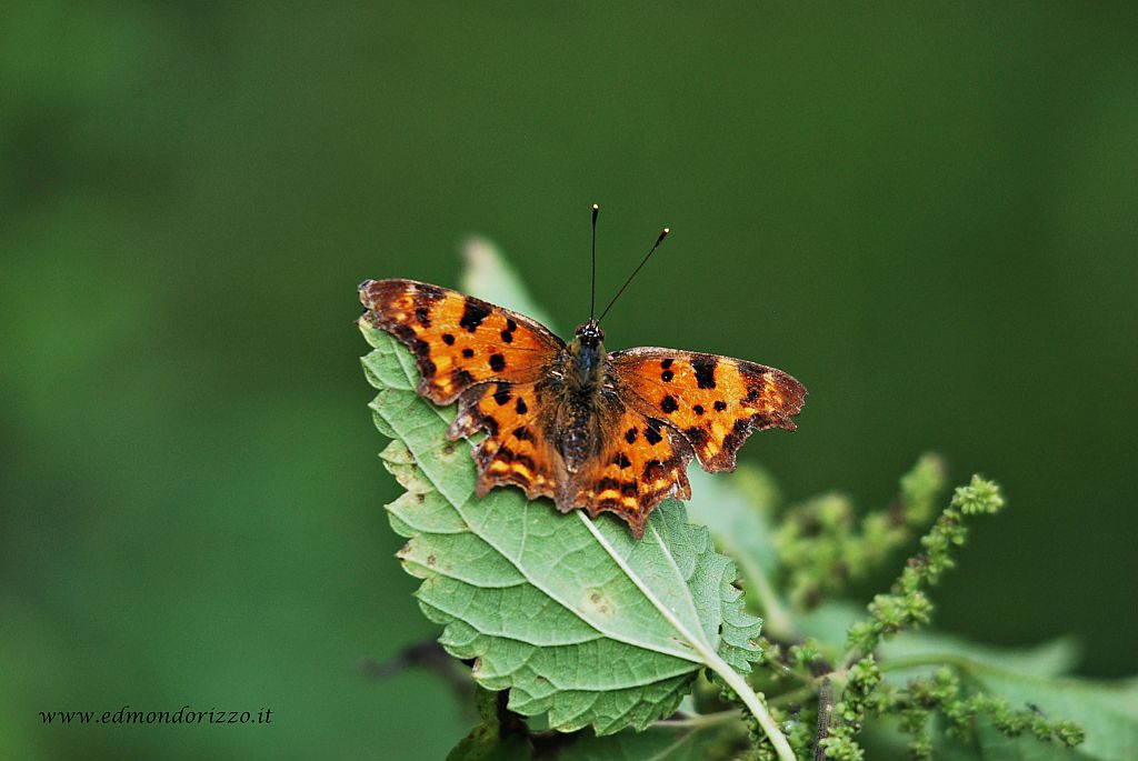 Polygonia c-album